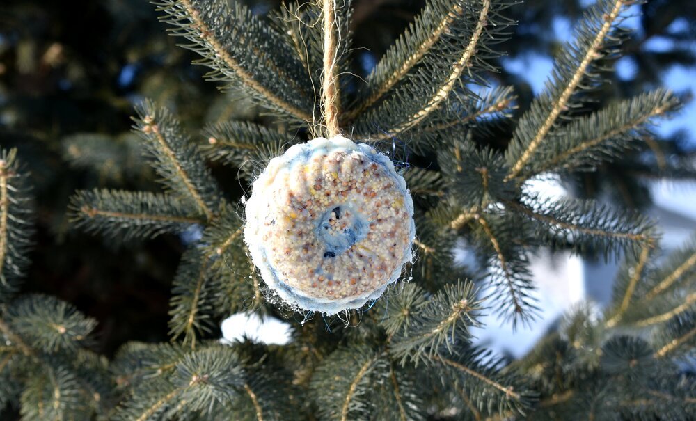 birdseed+wreath Bird feeder ornament hanging from a pine tree branch, made of seeds and grains, providing winter nourishment for birds.